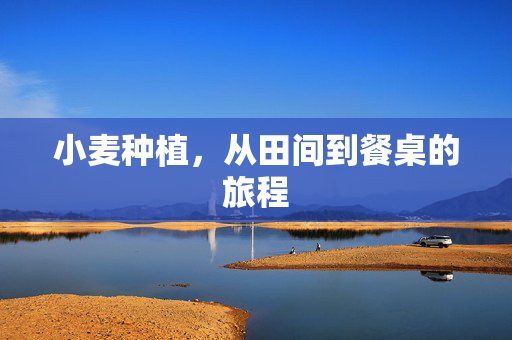 小麦种植,从田间到餐桌的旅程