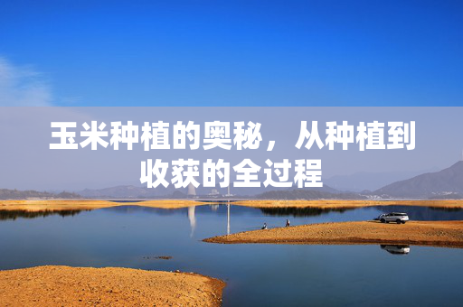 玉米种植的奥秘,从种植到收获的全过程