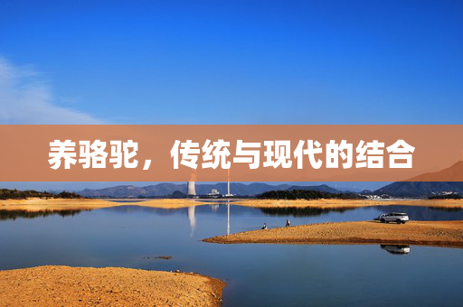 养骆驼,传统与现代的结合